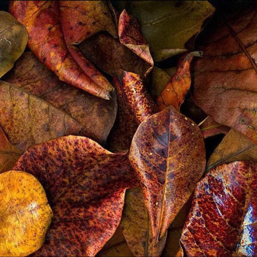 Indian Almond Leaves