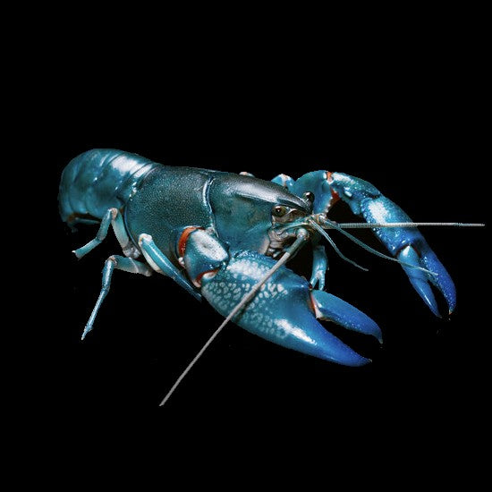 Yabby