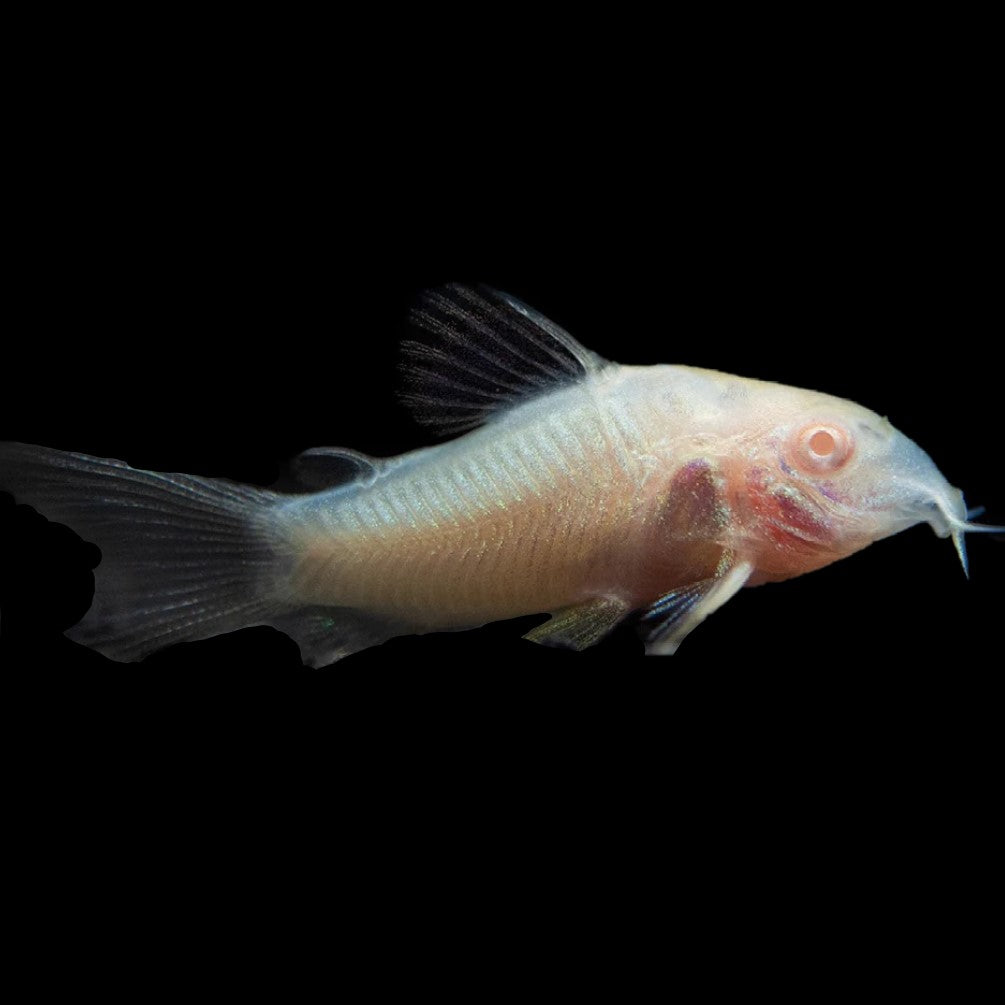Albino Corydoras