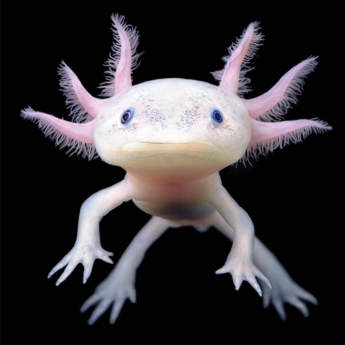 Axolotl