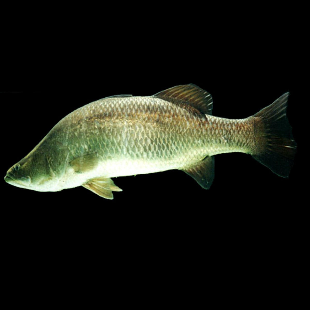 Barramundi