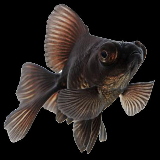 Blackmoor Goldfish