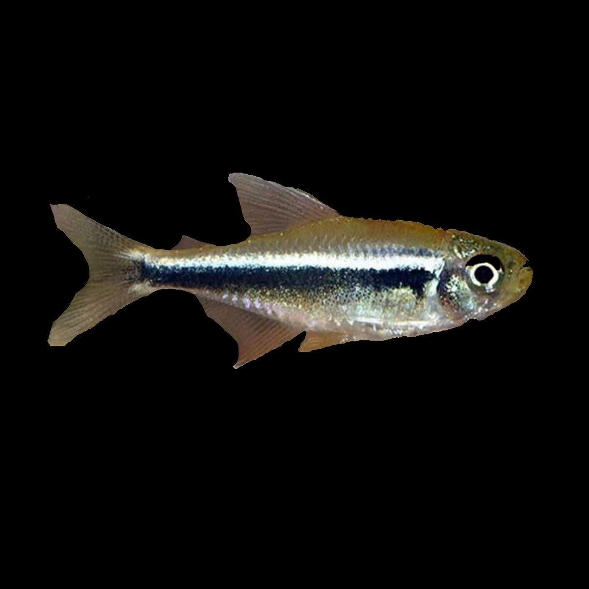 Black Neon Tetra
