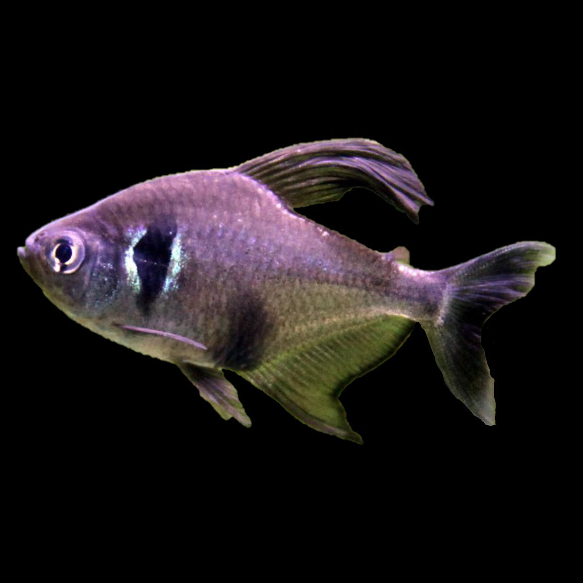 Black Phantom Tetra