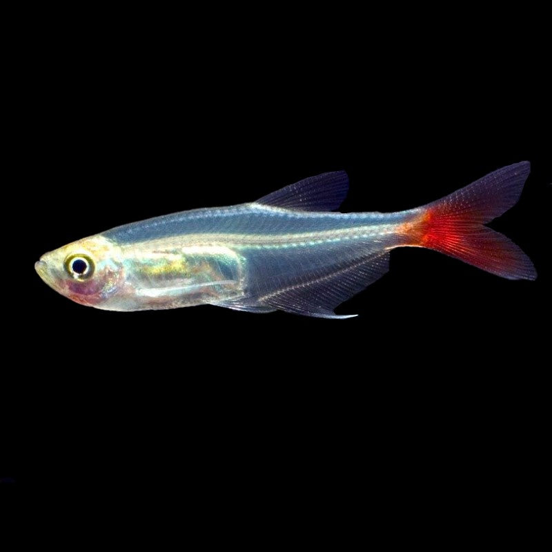 Glass Bloodfin Tetra