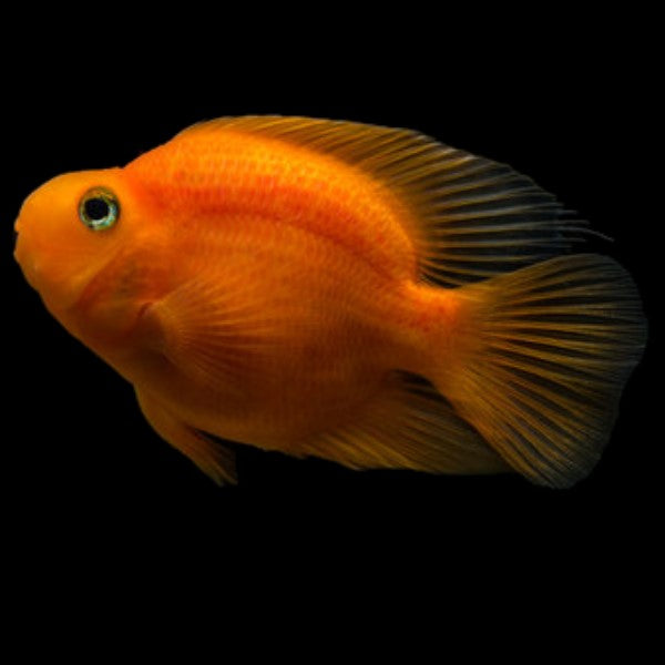 Blood Parrot Cichlid