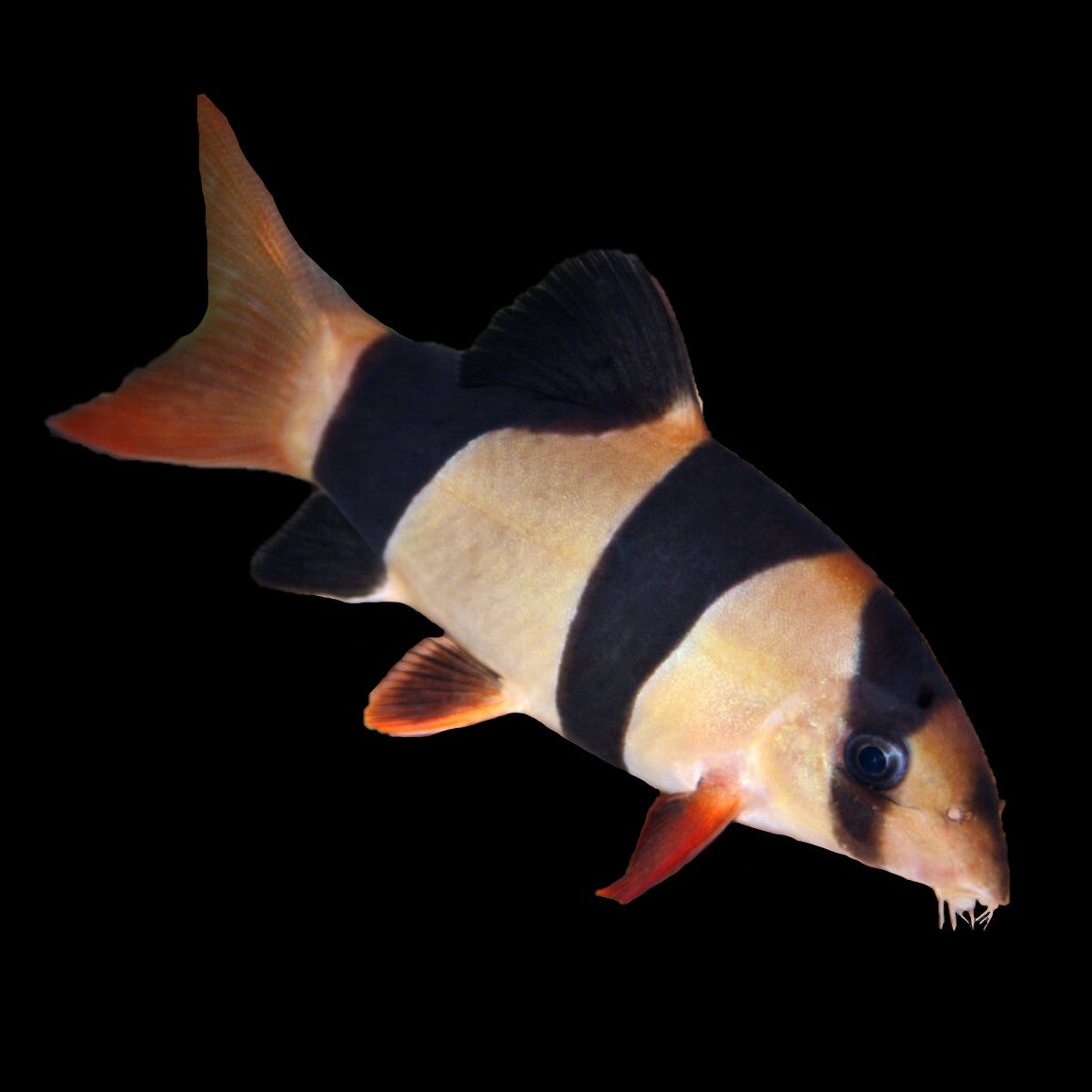 Clown Loach
