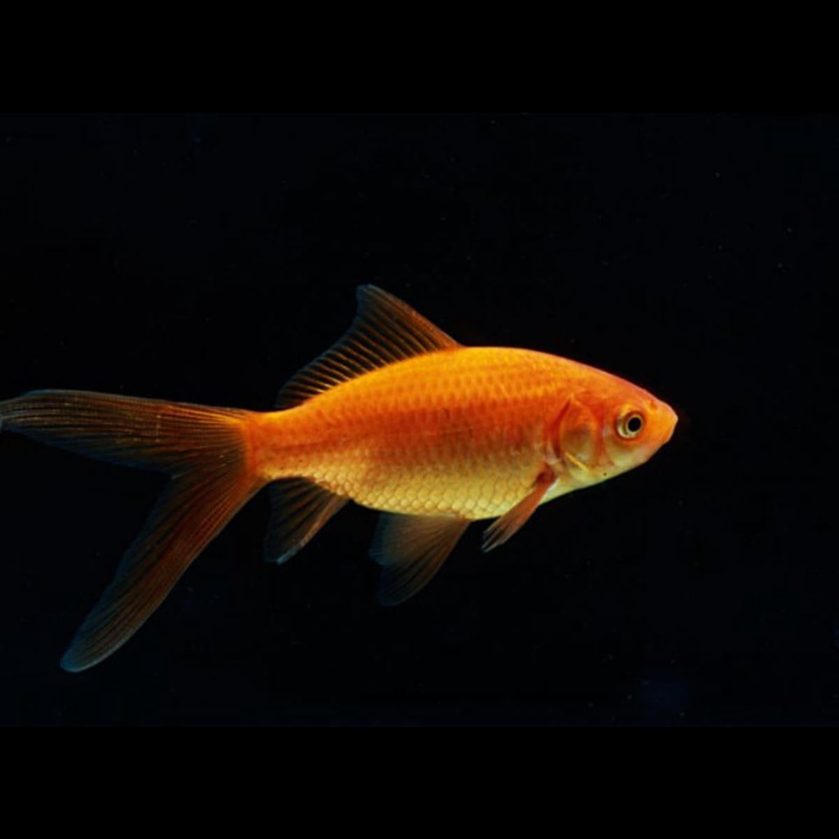Assorted Comet Goldfish