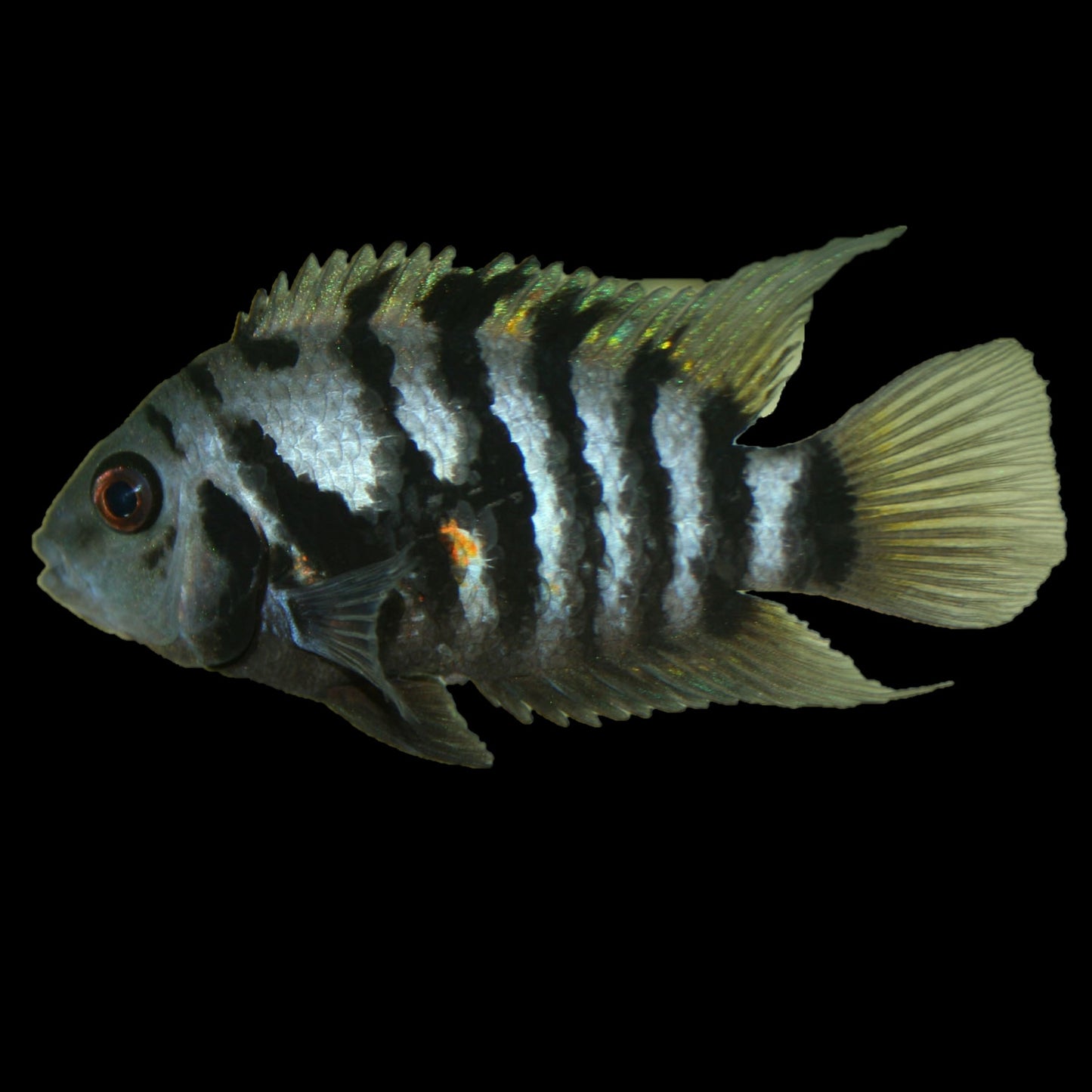 Convict Cichlid
