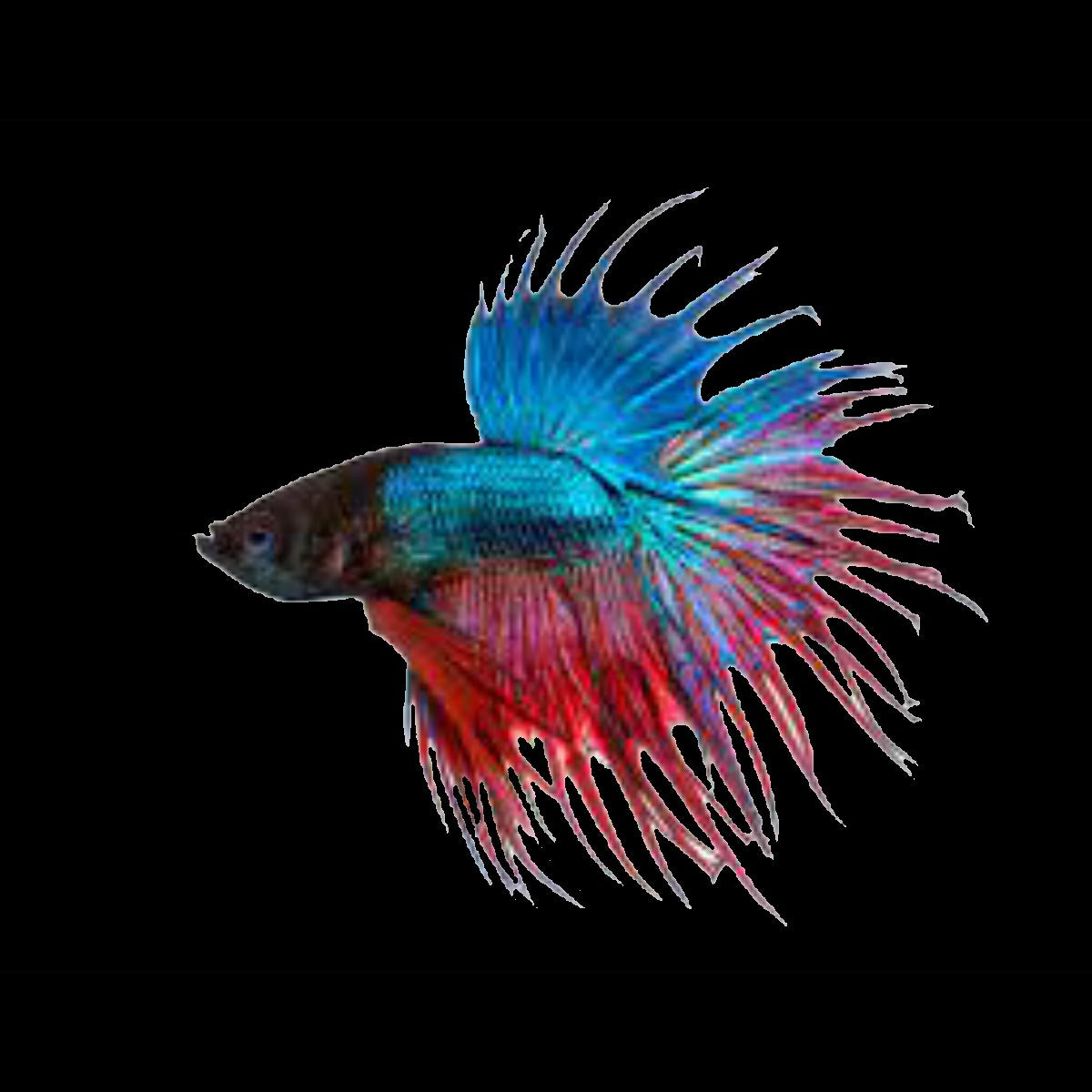 Fighting Fish- crowntail