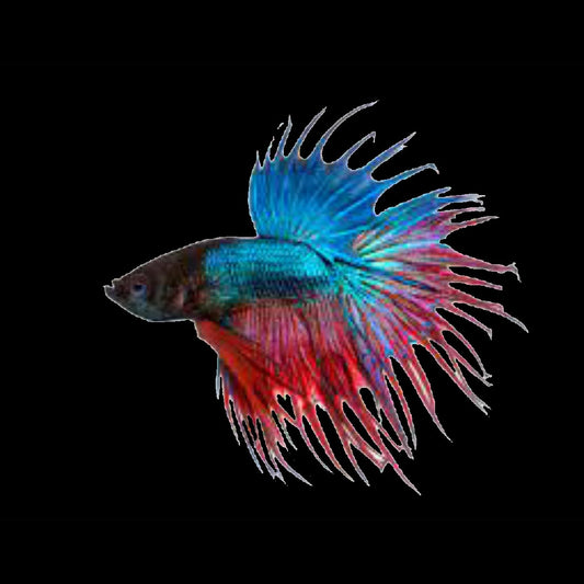 Fighting Fish- crowntail