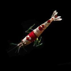 Crystal Red Shrimp