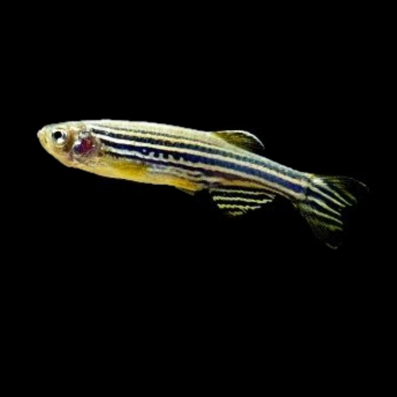 Zebra Danios