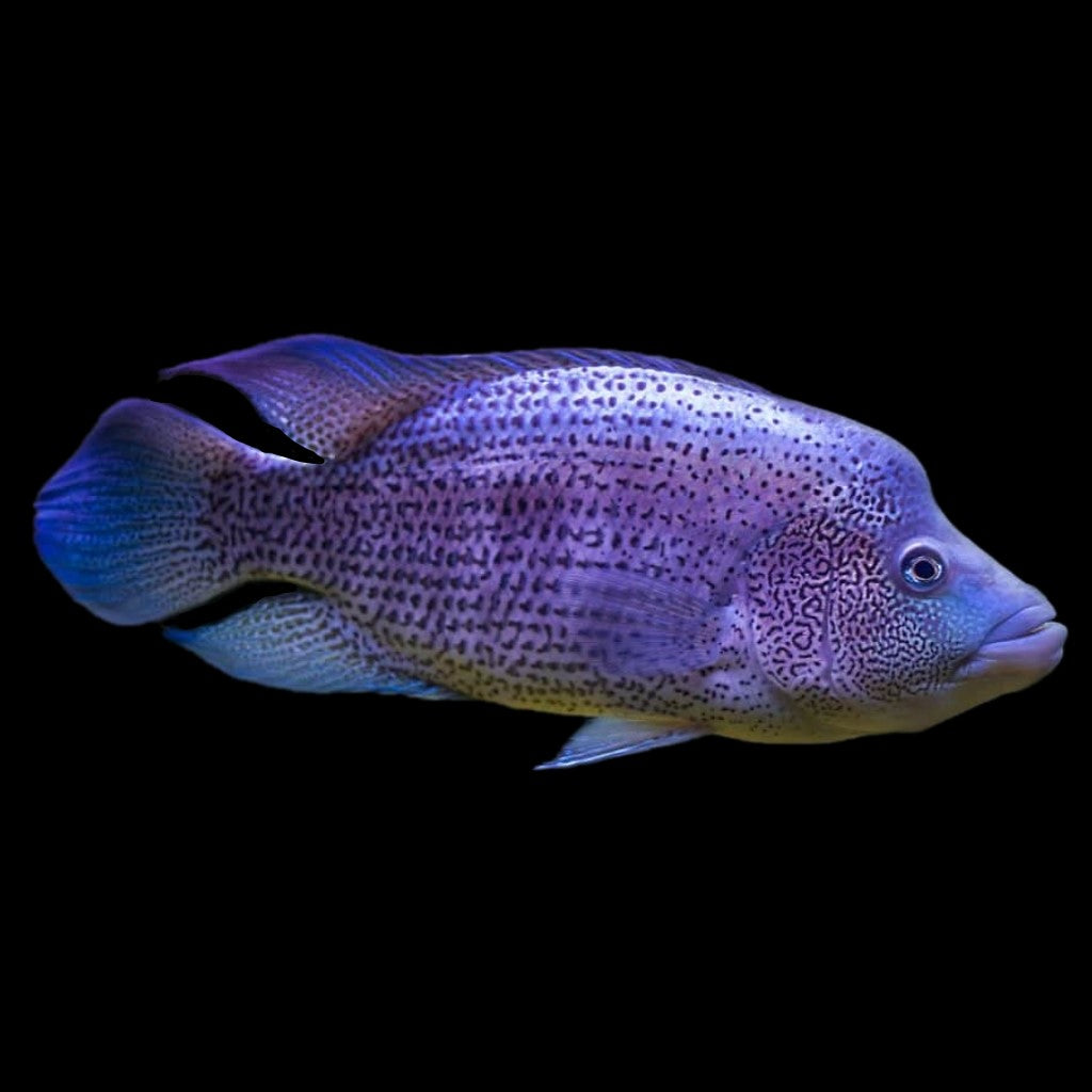 Dovii (Wolf Cichlid)