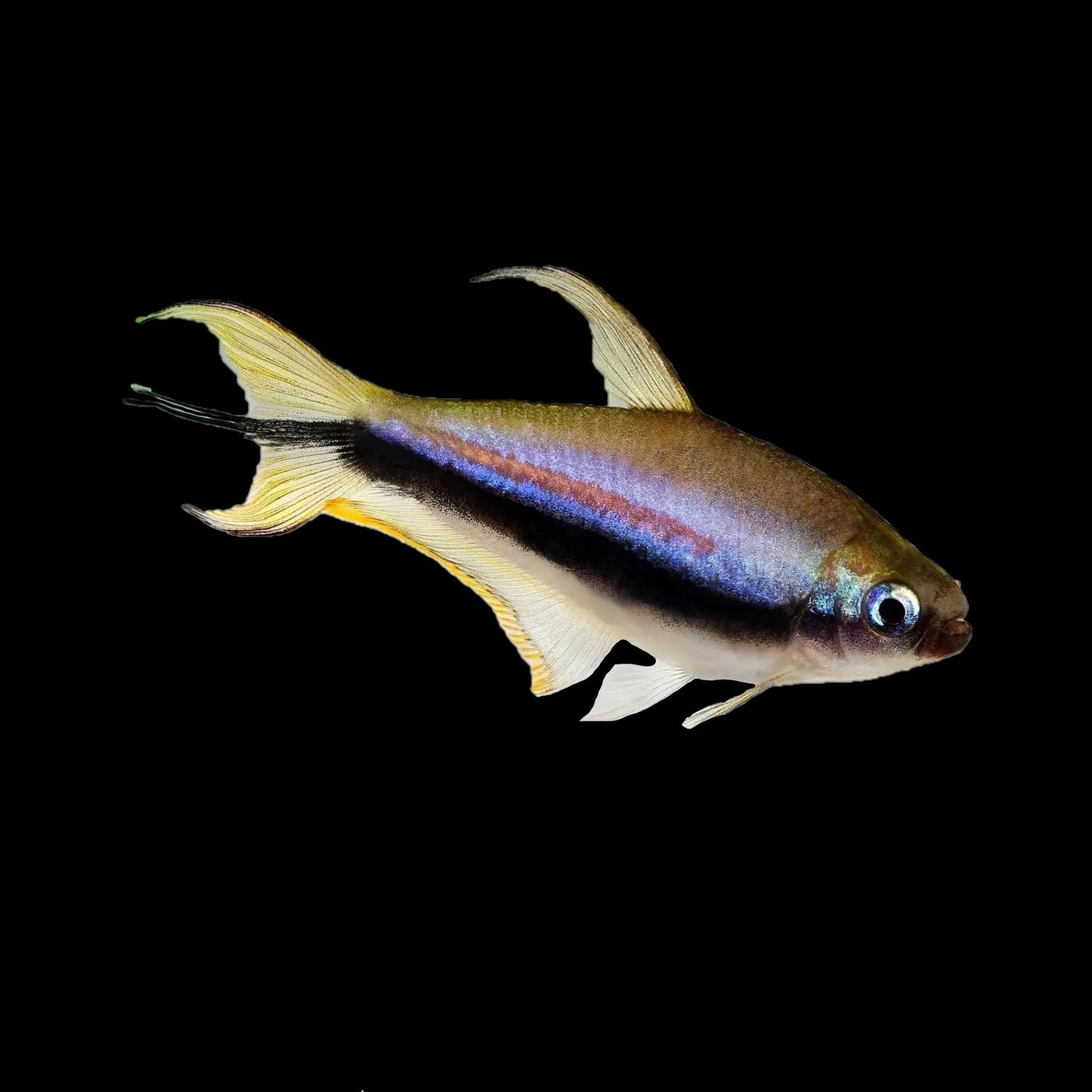 Emperor Tetra