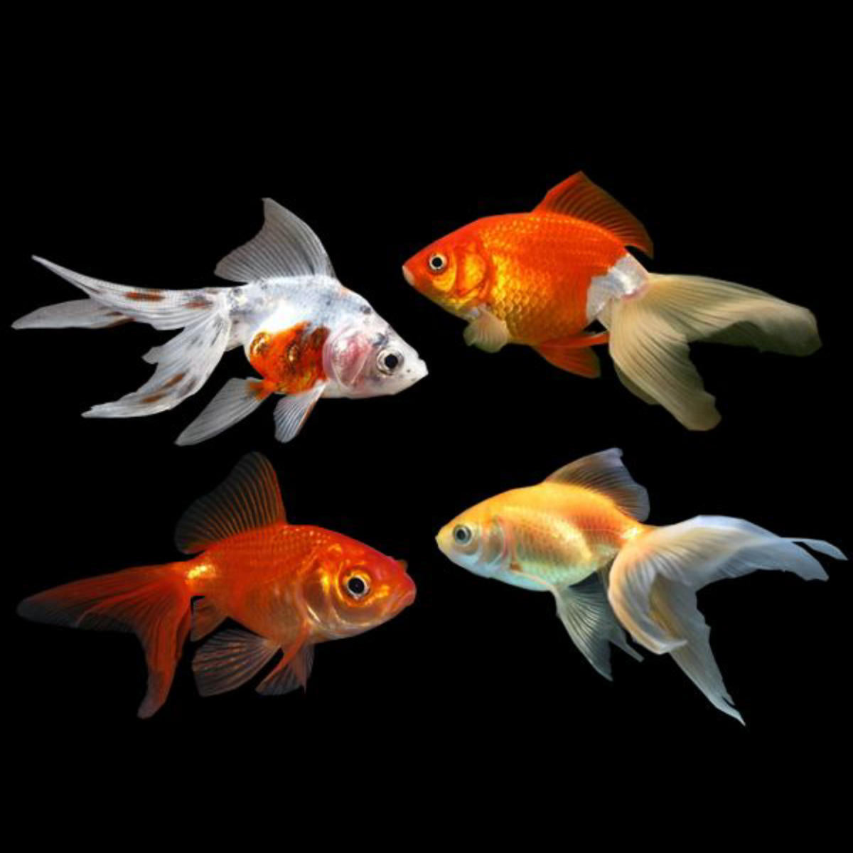 Assorted Fantail Goldfish
