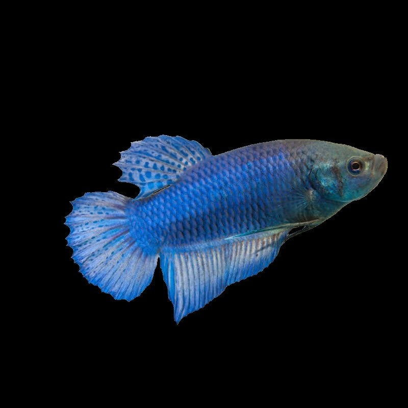 Fighting Fish- Female