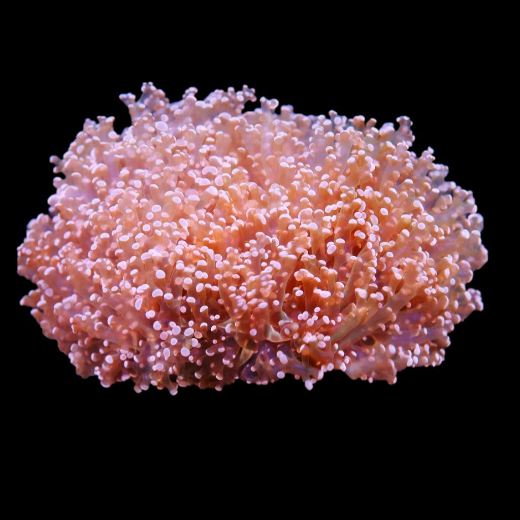 Frogspawn Coral
