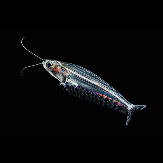 Glass Catfish