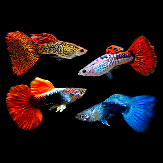 Assorted Male Guppy