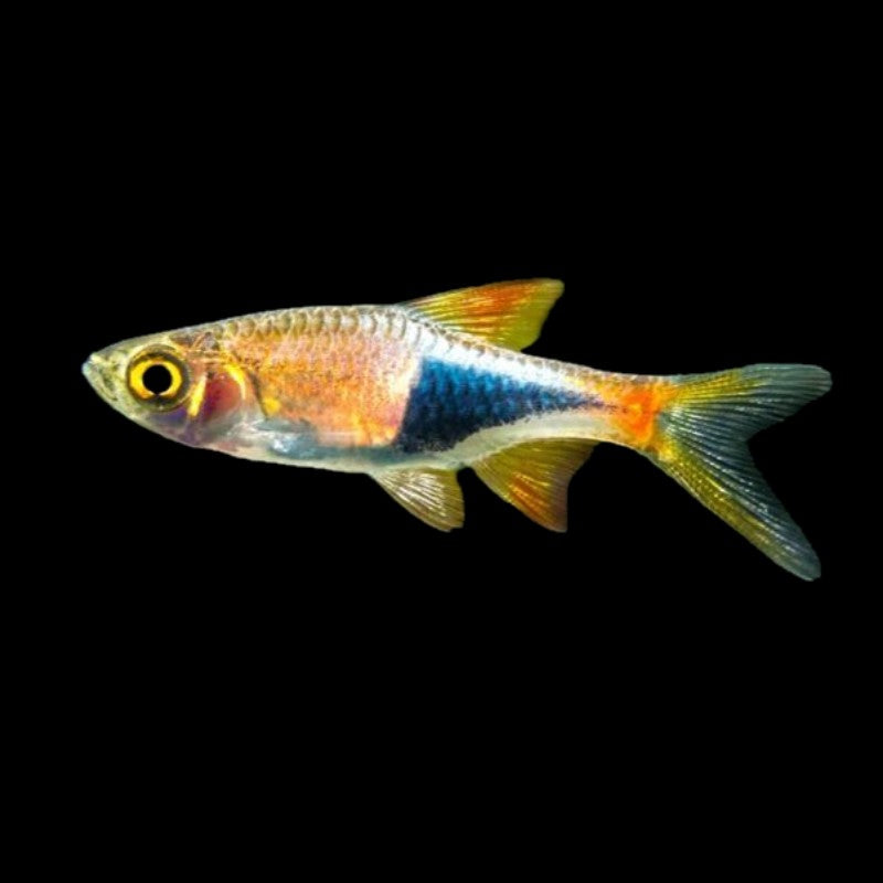 Harlequin Rasbora