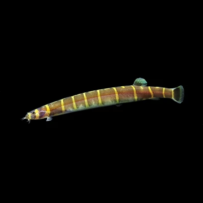 Khuli Loach
