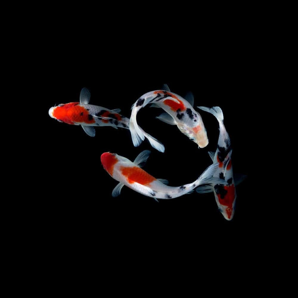Small Koi