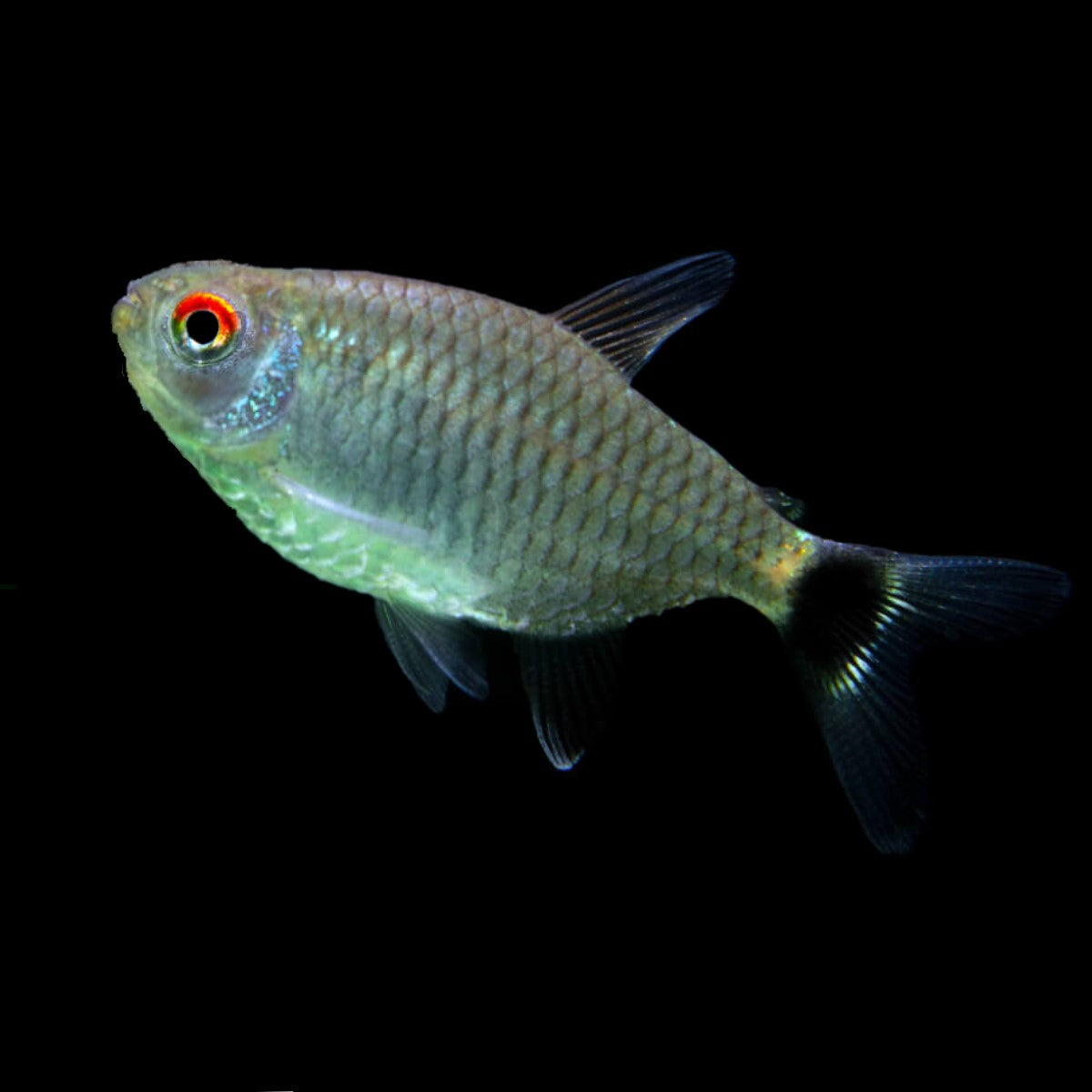 Lampeye Tetra