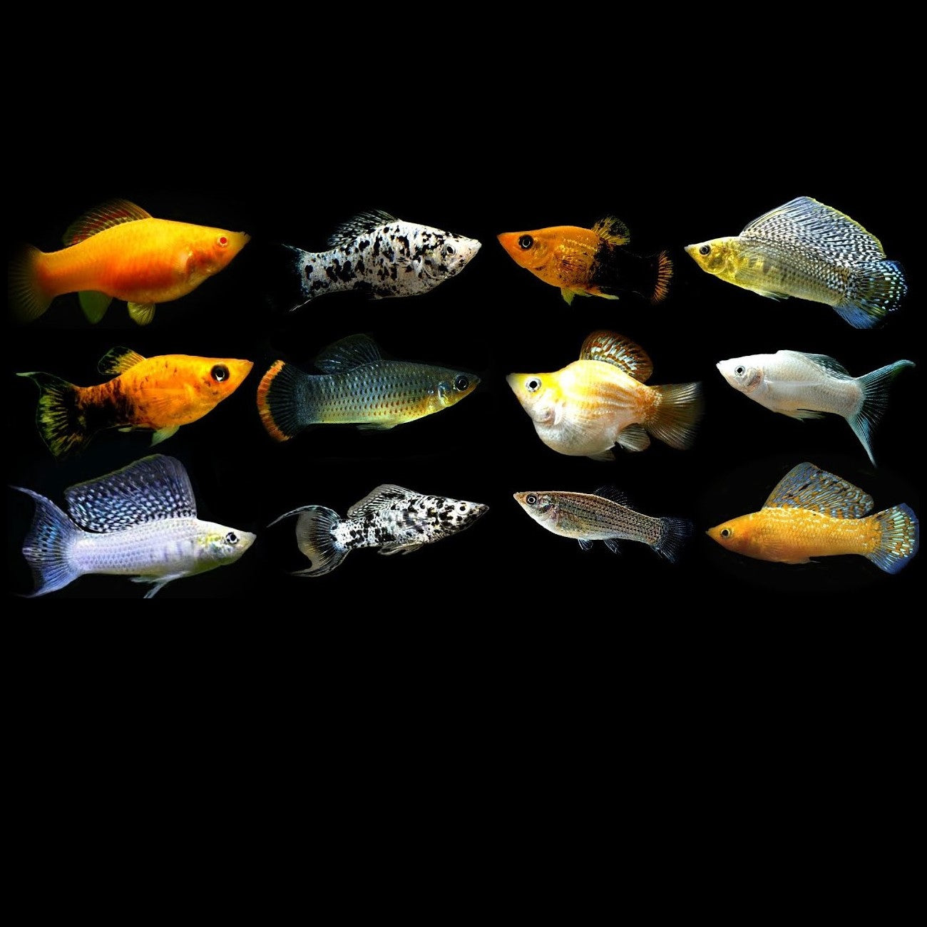 Assorted Mollies