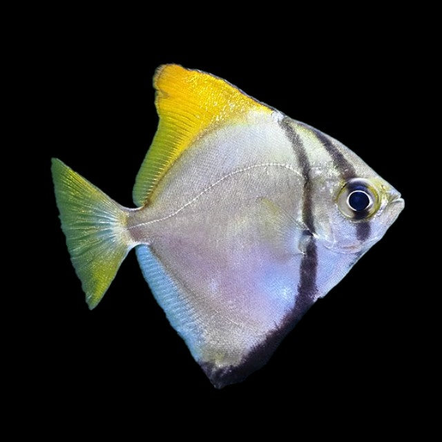 Mono Angel (full fresh)