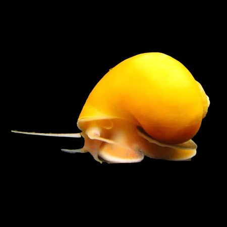 Golden Mystery Snail