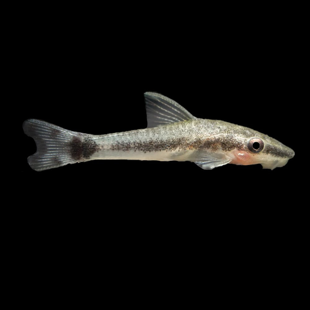 Otocinclus Catfish