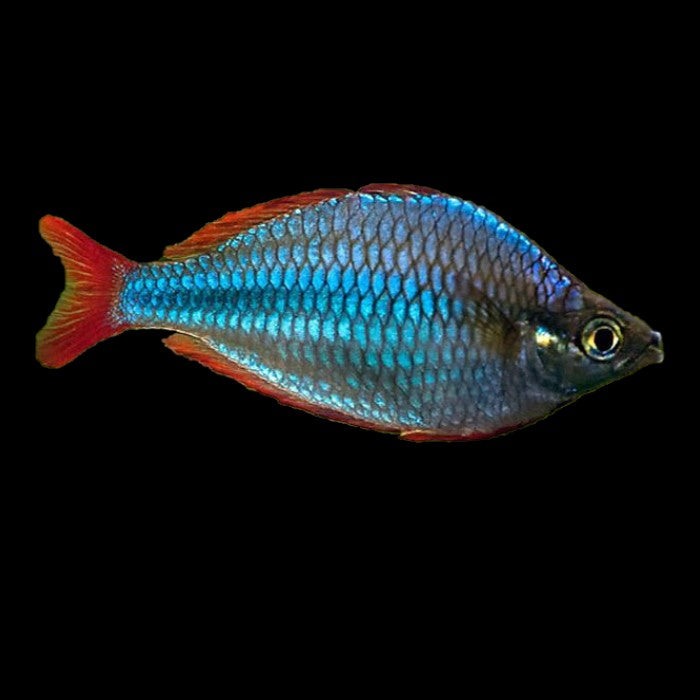 Praecox Rainbow (Neon)