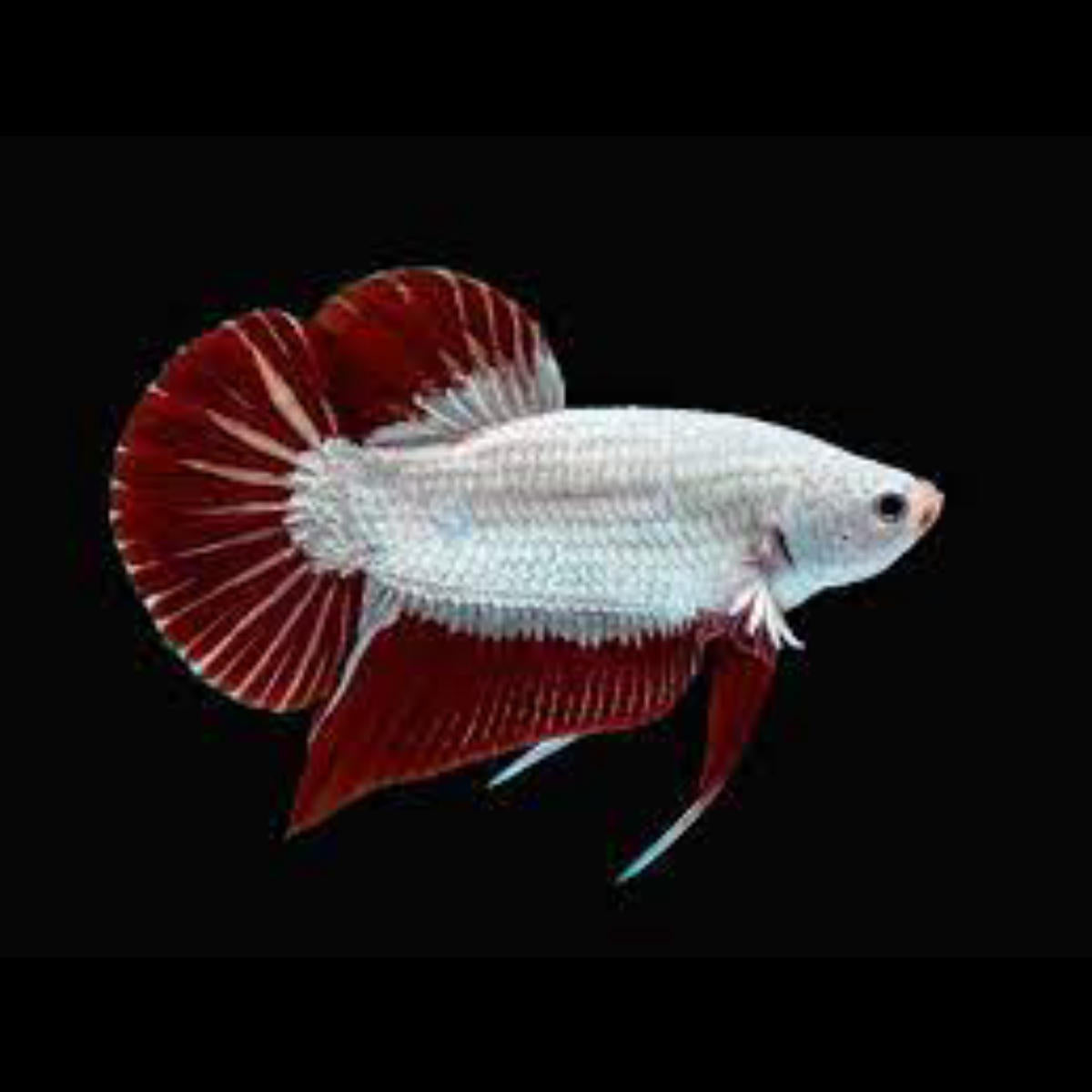 Fighting Fish- Premium