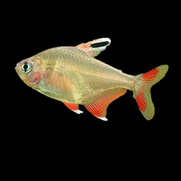 Rosy Tetra