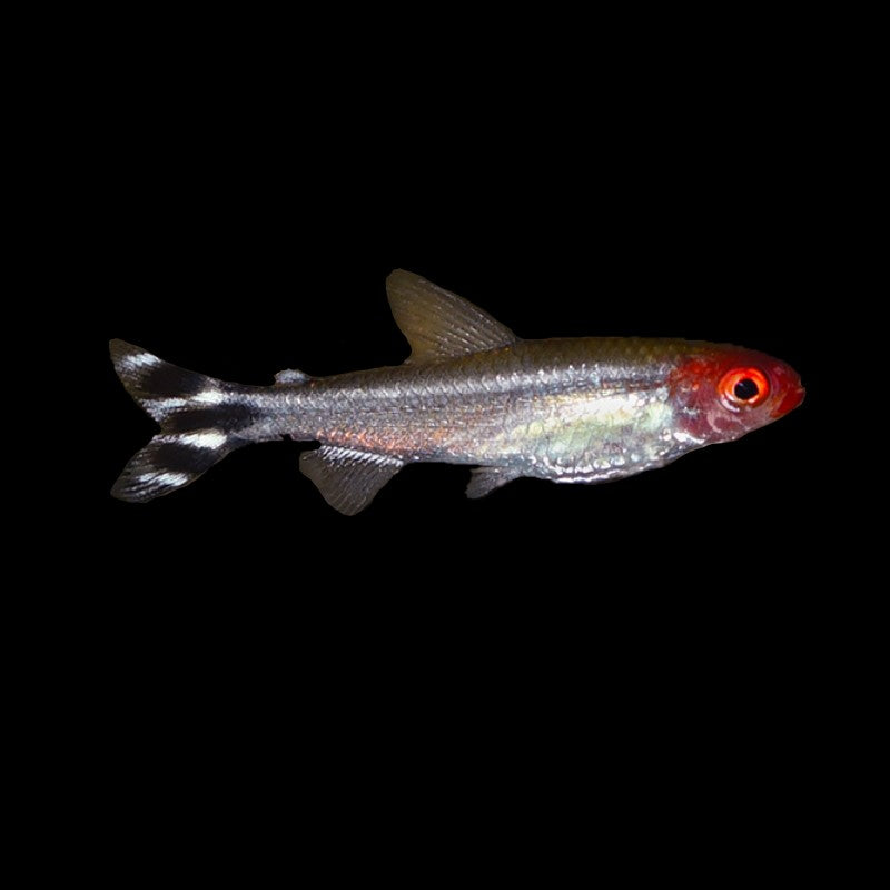 Rummynose tetra