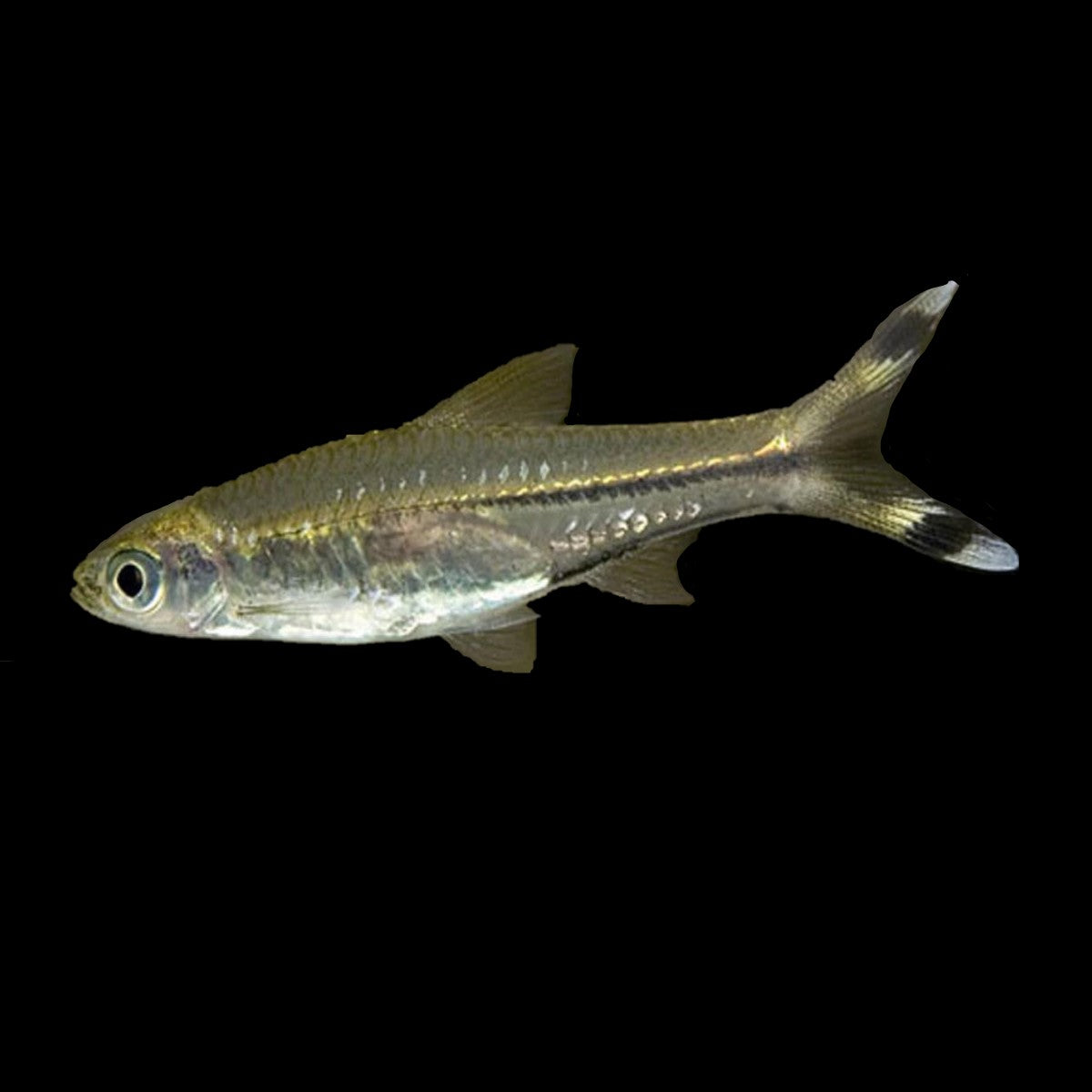 Scissortail Rasbora