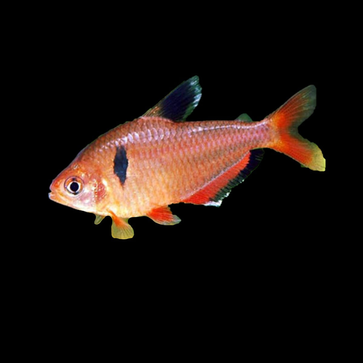 Serpae Tetra