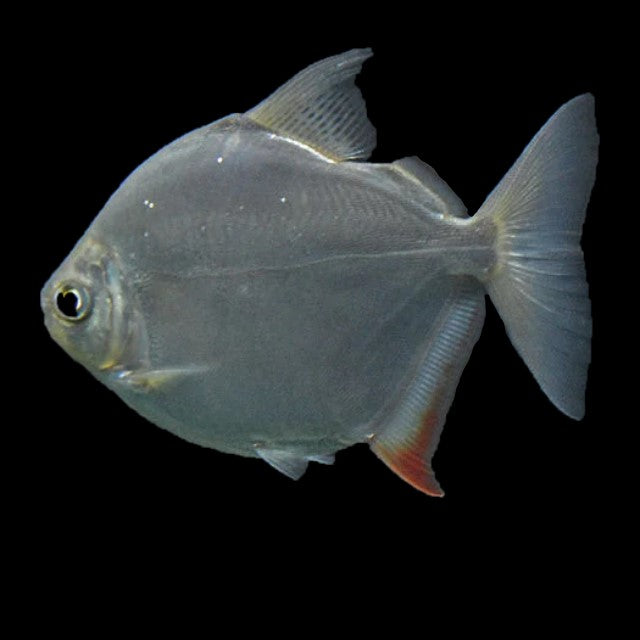 Silver Dollar