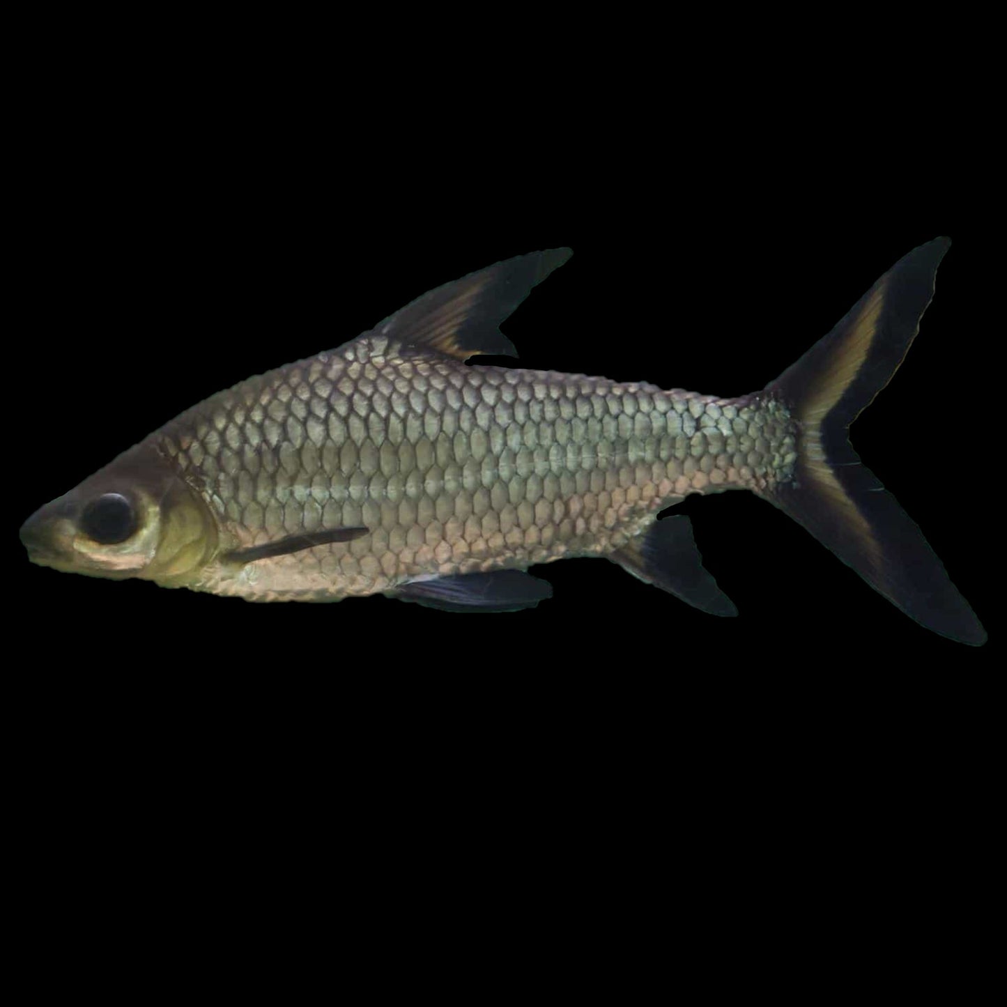 Silver Sharks