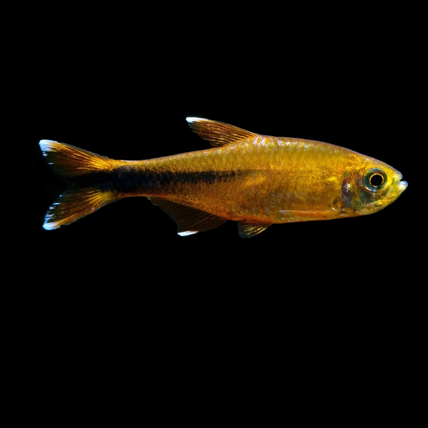 Silver Tip Tetra