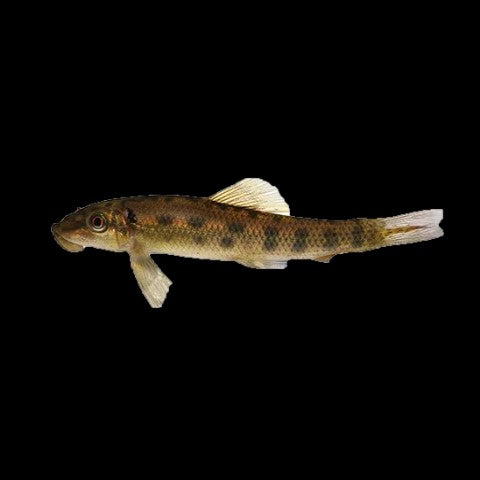 Sucking Catfish