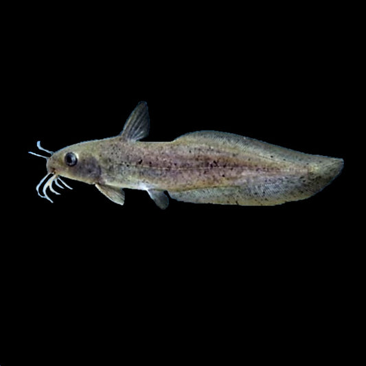 Eel Tail Catfish (Tandanus)
