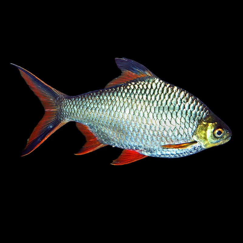 Tinfoil Barb
