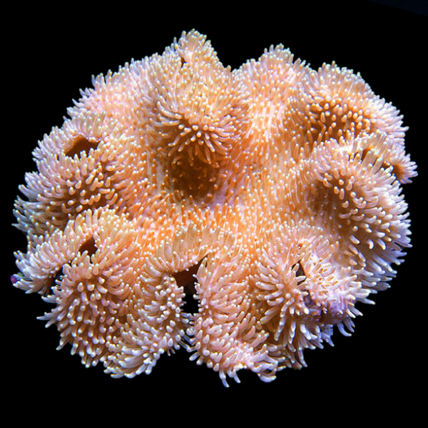 Assorted Leather Corals