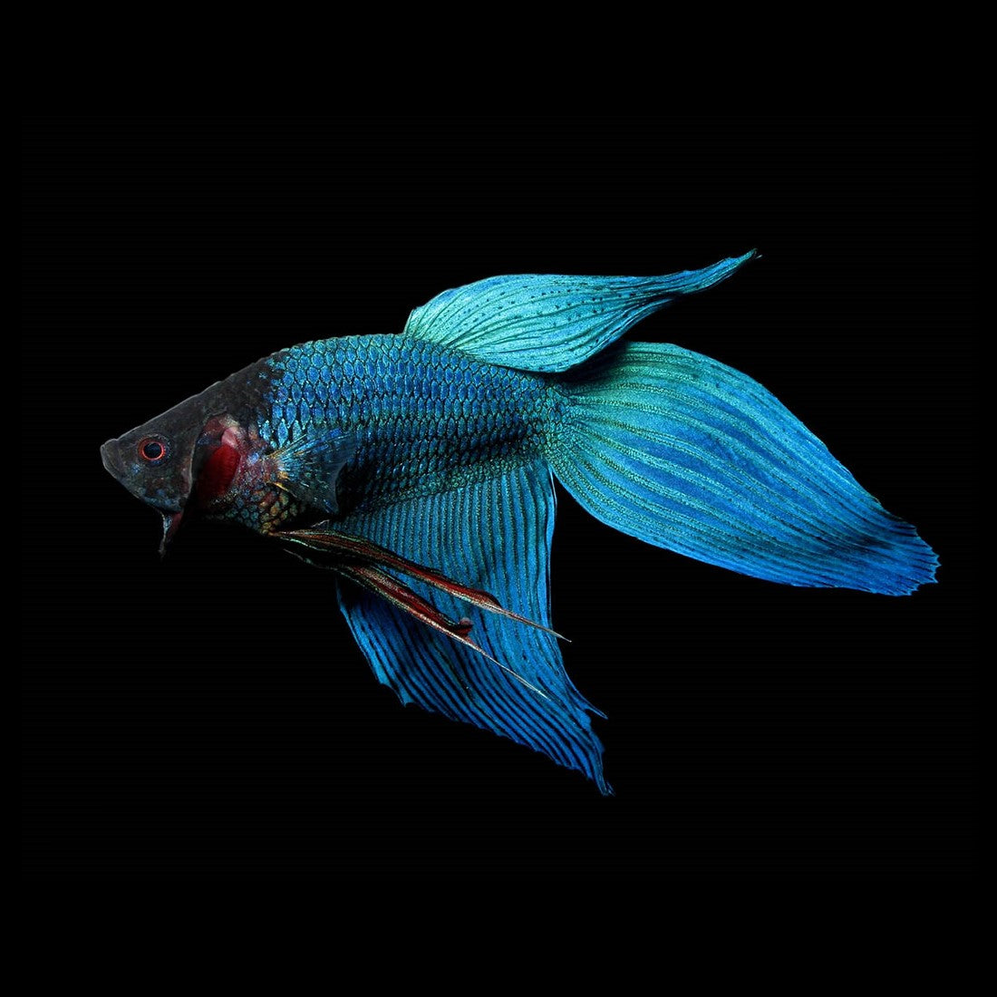 Fighting Fish- Veil tail