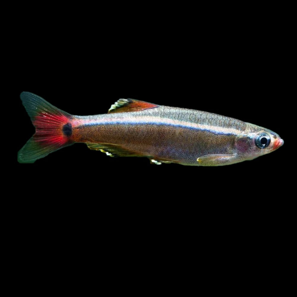 White Cloud Mountain Minnow