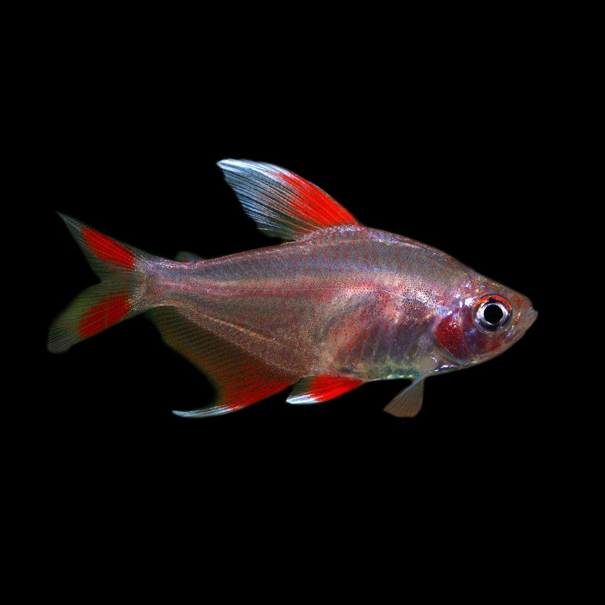 White Fin Ornate Tetra