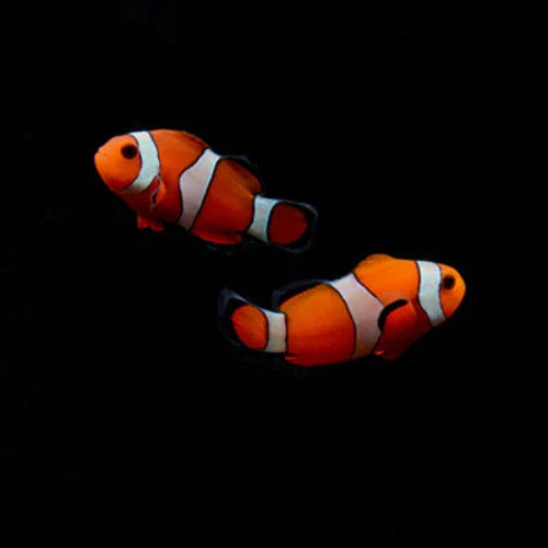 Marine Fish and Corals - Fish