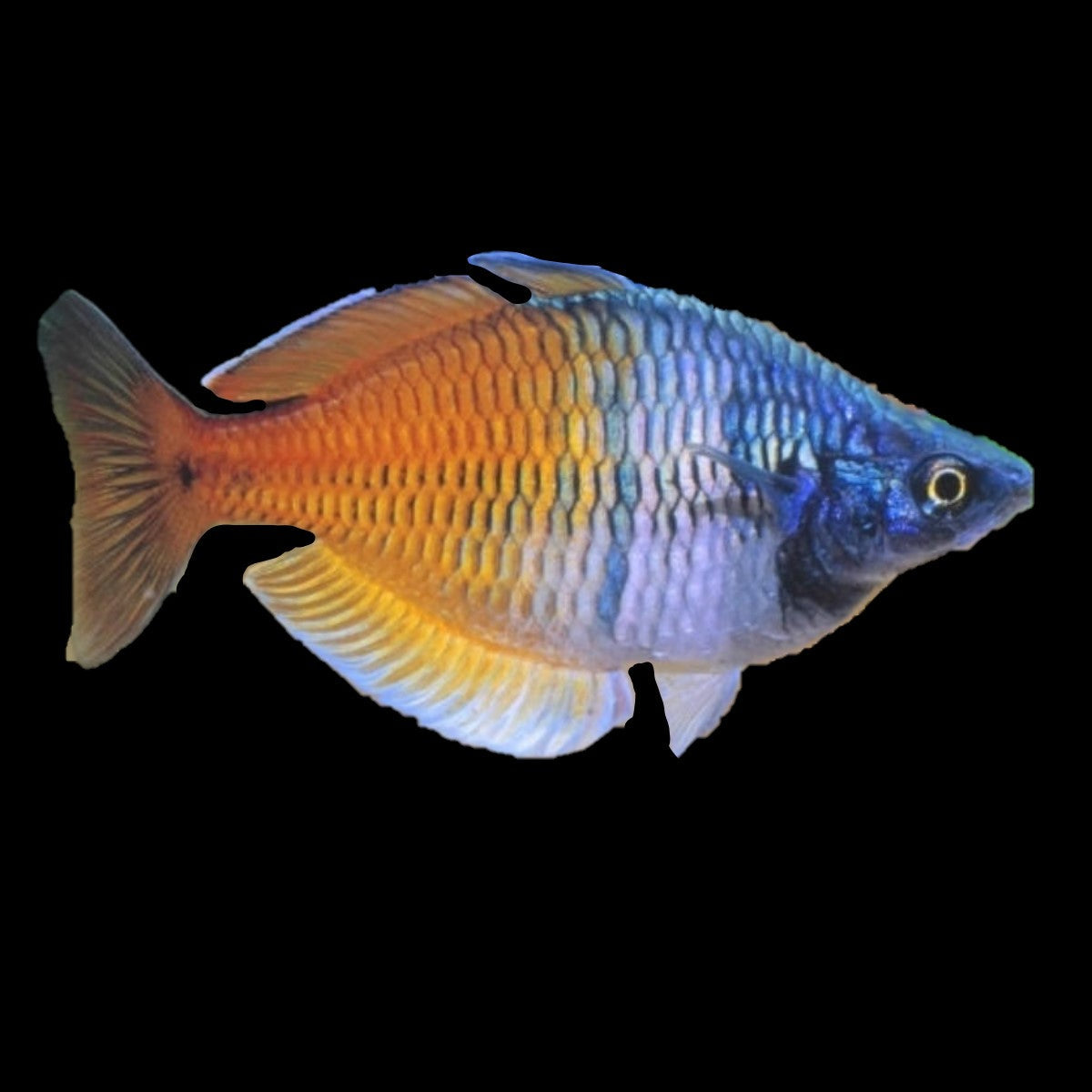 Australian Natives and Rainbows - Fish